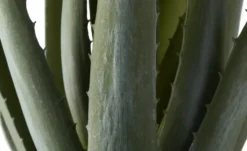 Aloe getopft