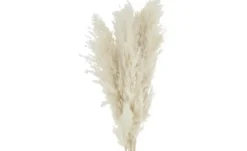 ASA SELECTION Trockenblumen