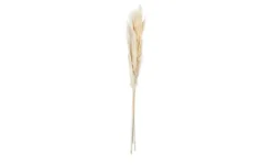 ASA SELECTION Trockenblumen