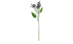 Beerenpick Zweig
