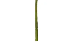 Beerenpick Zweig