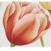 como Tischläufer Tulpen