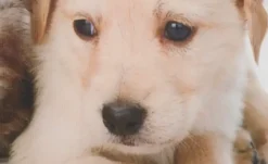 como Kissen Hund und Katze