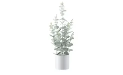 Eukalyptus getopft