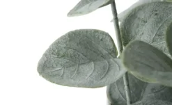 Eukalyptus getopft