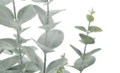 Eukalyptus getopft