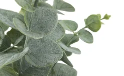 Eukalyptus getopft