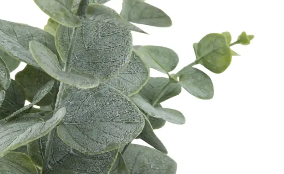 Eukalyptus getopft