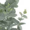 Eukalyptus getopft