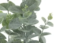 Eukalyptus getopft