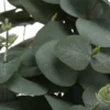 Eukalyptus getopft