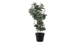 Eukalyptus getopft