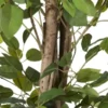 Ficus Benjamina getopft