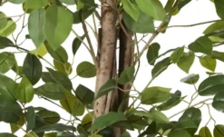 Ficus Benjamina getopft