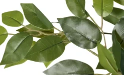 Ficus Benjamina getopft