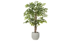Ficus Benjamina getopft