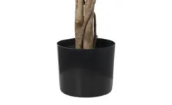 Ficus Benjamina getopft