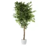 Ficus Benjamini getopft
