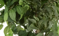 Ficus Benjamini getopft