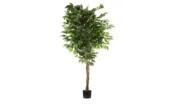 Ficus Benjamini getopft