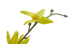 Forsythienbund