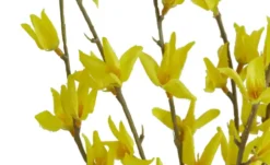 Forsythienbund