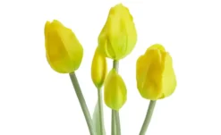Französischer Tulpenbund