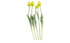 Französischer Tulpenbund