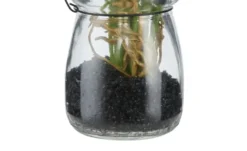 Hyazinthe in Glasvase