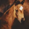 KJUT Renforcé Wende-Bettwäsche Horses