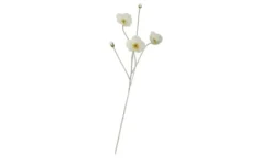 Klatschmohn