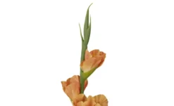 Kunstblume Gladiole