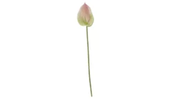 Kunstblume Anthurium