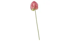 Kunstblume Anthurium