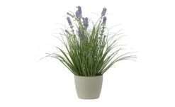 Lavendel getopft