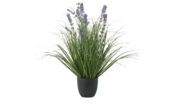 Lavendel getopft