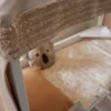Lifetime Formkissen Koala