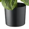 Maranta getopft