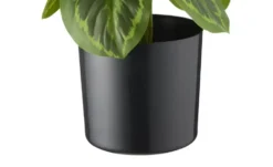 Maranta getopft