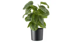 Maranta getopft
