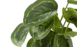 Maranta getopft