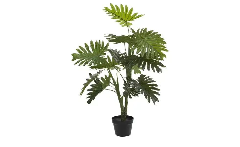 Palme getopft