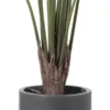 Philodendron getopft