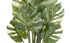 Philodendron getopft