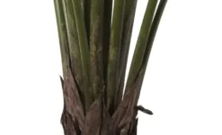 Philodendron getopft
