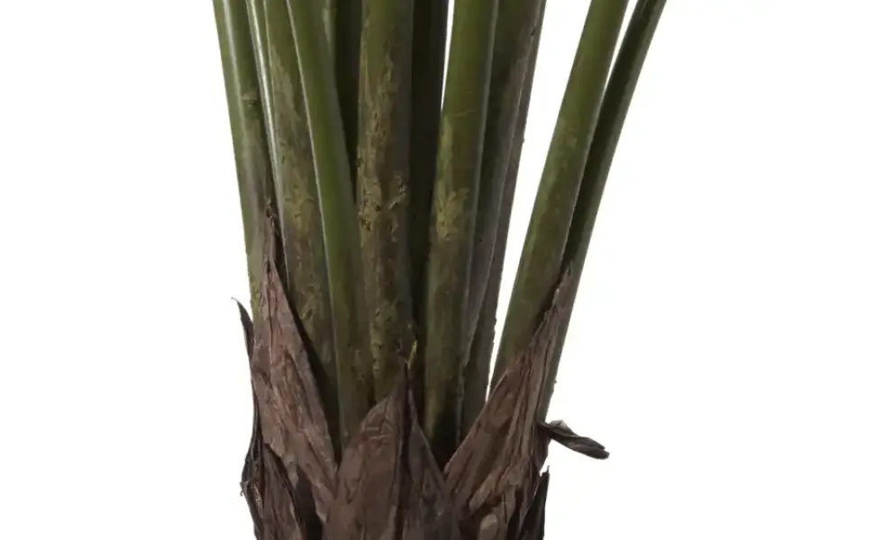 Philodendron getopft