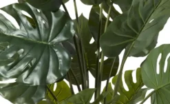 Philodendron getopft