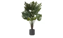 Philodendron getopft