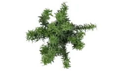 Rosmarin getopft