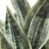 Sansevieria getopft